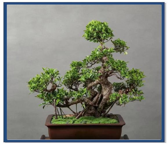 榕树盆景的制作方法,榕树盆景的制作方法和过程?-第2张图片-优品飞百科 榕树盆景的制作方法,榕树盆景的制作方法和过程?-第2张图片-优品飞百科