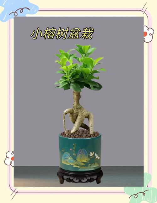 榕树盆景的制作方法,榕树盆景的制作方法和过程?-第5张图片-优品飞百科 榕树盆景的制作方法,榕树盆景的制作方法和过程?-第5张图片-优品飞百科