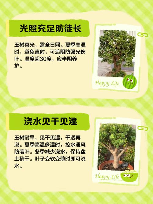 玉树徒长了怎么办，玉树长太大了枝坠弯了怎么办