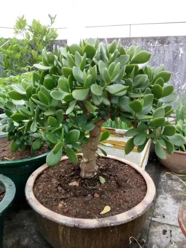 玉树徒长了怎么办,玉树长太大了枝坠弯了怎么办-第2张图片-优品飞百科 玉树徒长了怎么办,玉树长太大了枝坠弯了怎么办-第2张图片-优品飞百科