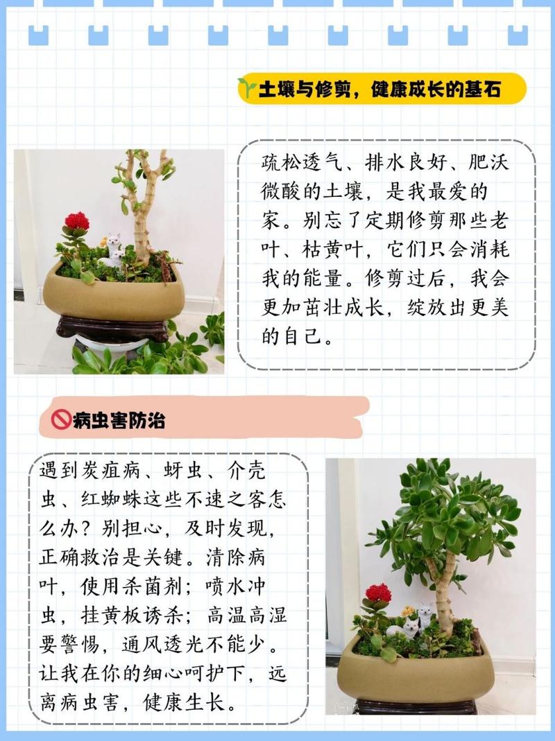 玉树徒长了怎么办,玉树长太大了枝坠弯了怎么办-第3张图片-优品飞百科 玉树徒长了怎么办,玉树长太大了枝坠弯了怎么办-第3张图片-优品飞百科