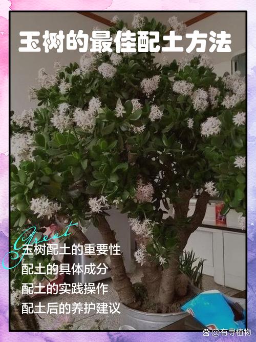 玉树徒长了怎么办,玉树长太大了枝坠弯了怎么办-第4张图片-优品飞百科 玉树徒长了怎么办,玉树长太大了枝坠弯了怎么办-第4张图片-优品飞百科