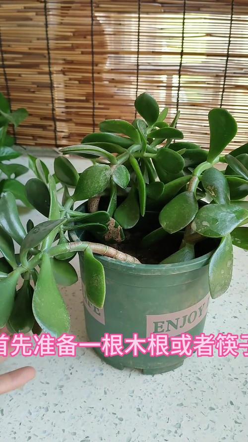 玉树徒长了怎么办,玉树长太大了枝坠弯了怎么办-第5张图片-优品飞百科 玉树徒长了怎么办,玉树长太大了枝坠弯了怎么办-第5张图片-优品飞百科