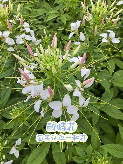 醉蝶花种子怎么种？醉蝶花种子种下多久可以开花啊？-第2张图片-优品飞百科