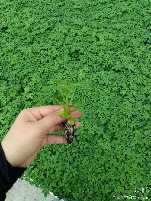 醉蝶花种子怎么种？醉蝶花种子种下多久可以开花啊？-第3张图片-优品飞百科