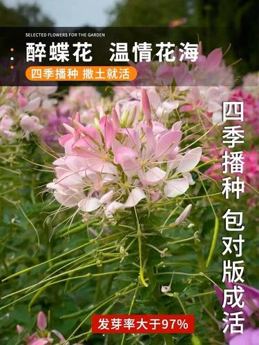 醉蝶花种子怎么种？醉蝶花种子种下多久可以开花啊？-第4张图片-优品飞百科