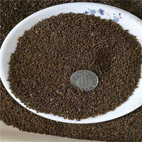 醉蝶花种子怎么种？醉蝶花种子种下多久可以开花啊？-第5张图片-优品飞百科