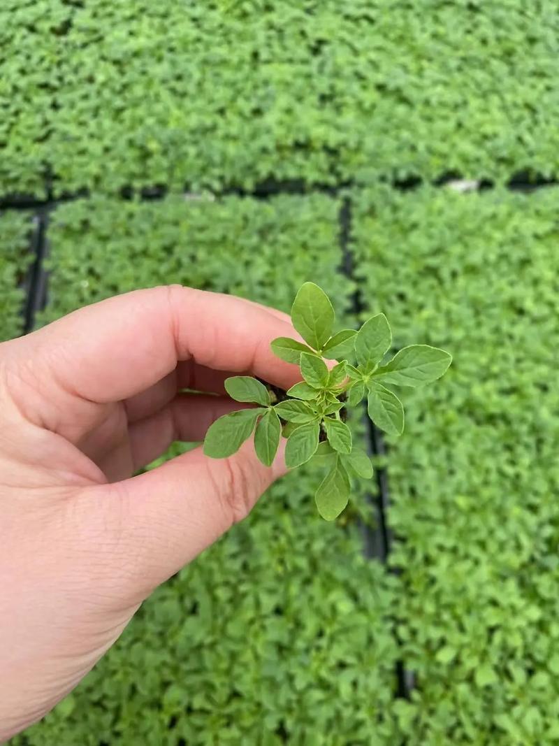 醉蝶花种子怎么种？醉蝶花种子种下多久可以开花啊？-第6张图片-优品飞百科