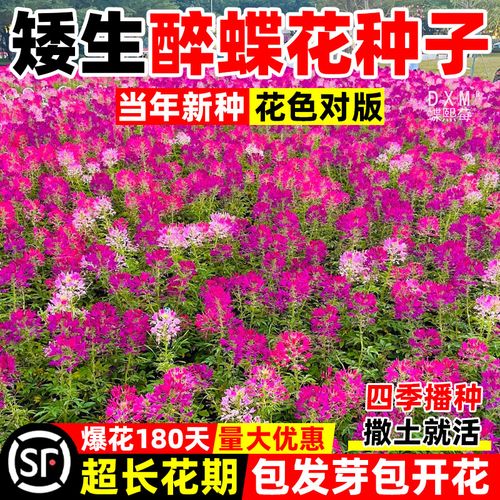醉蝶花种子怎么种？醉蝶花种子种下多久可以开花啊？-第7张图片-优品飞百科