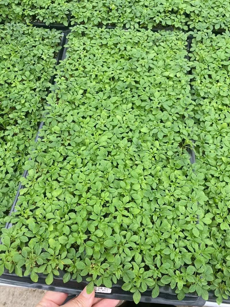 醉蝶花种子怎么种？醉蝶花种子种下多久可以开花啊？-第8张图片-优品飞百科