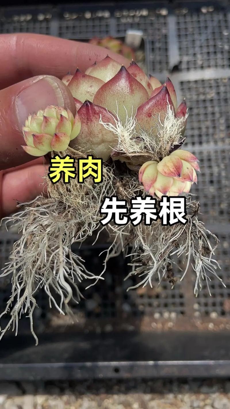 多肉怎么养才能更旺盛，招财猫多肉怎么养才能更旺盛？