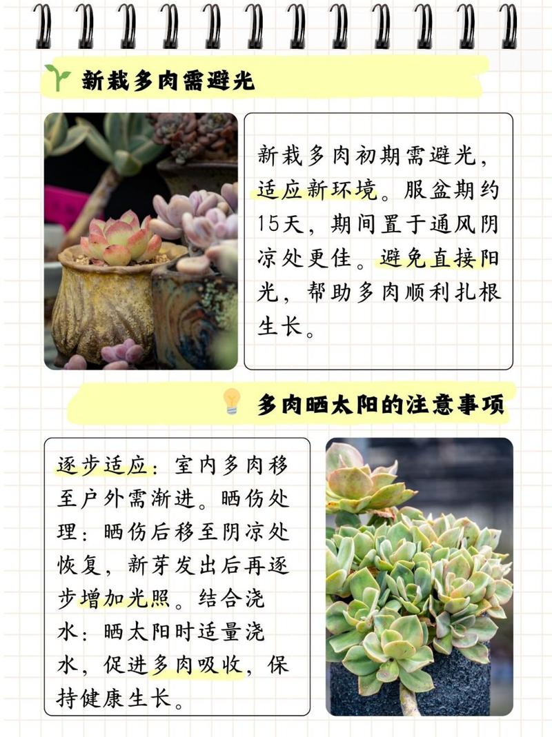 多肉怎么养才能更旺盛，招财猫多肉怎么养才能更旺盛？-第5张图片-优品飞百科