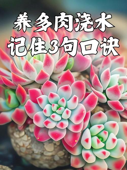 多肉怎么养才能更旺盛，招财猫多肉怎么养才能更旺盛？-第6张图片-优品飞百科