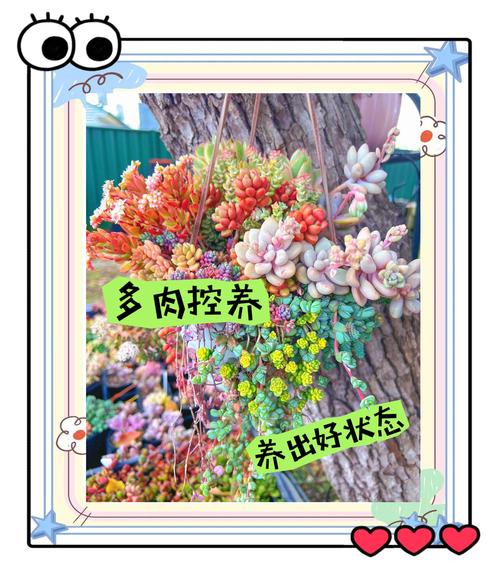 多肉怎么养才能更旺盛，招财猫多肉怎么养才能更旺盛？-第7张图片-优品飞百科