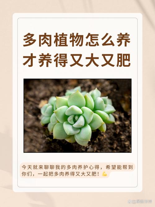 多肉怎么养才能更旺盛，招财猫多肉怎么养才能更旺盛？-第8张图片-优品飞百科