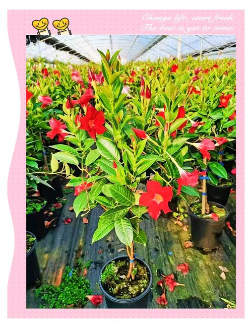 飘香藤怎么养长得好长得茂盛，飘香藤的种植方法养殖方法