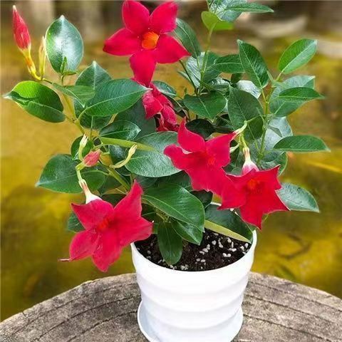 飘香藤怎么养长得好长得茂盛，飘香藤的种植方法养殖方法-第2张图片-优品飞百科