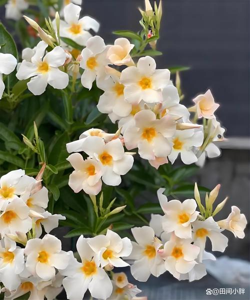 飘香藤怎么养长得好长得茂盛，飘香藤的种植方法养殖方法-第3张图片-优品飞百科