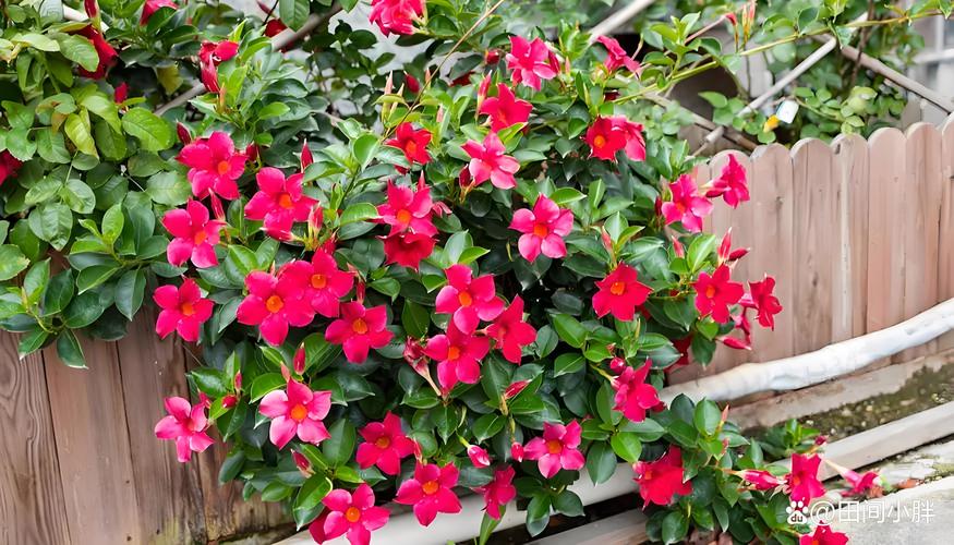 飘香藤怎么养长得好长得茂盛，飘香藤的种植方法养殖方法-第4张图片-优品飞百科