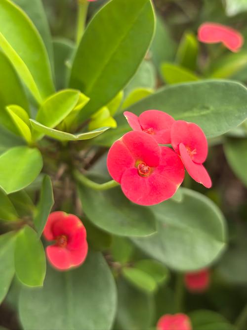 刺梅可以用啤酒浇吗，刺梅可以泡酒吗-第2张图片-优品飞百科