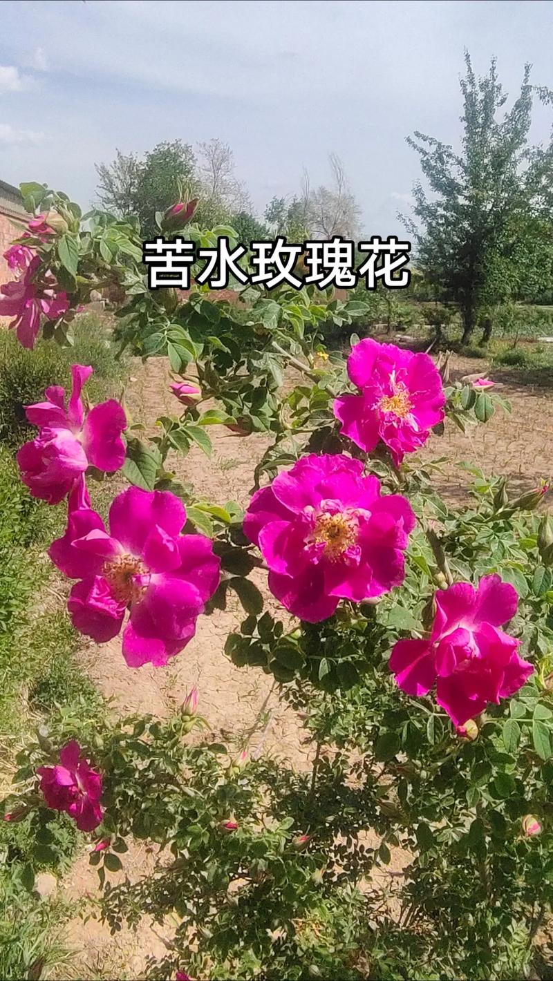 苦水玫瑰怎么修剪？苦水玫瑰树图片？