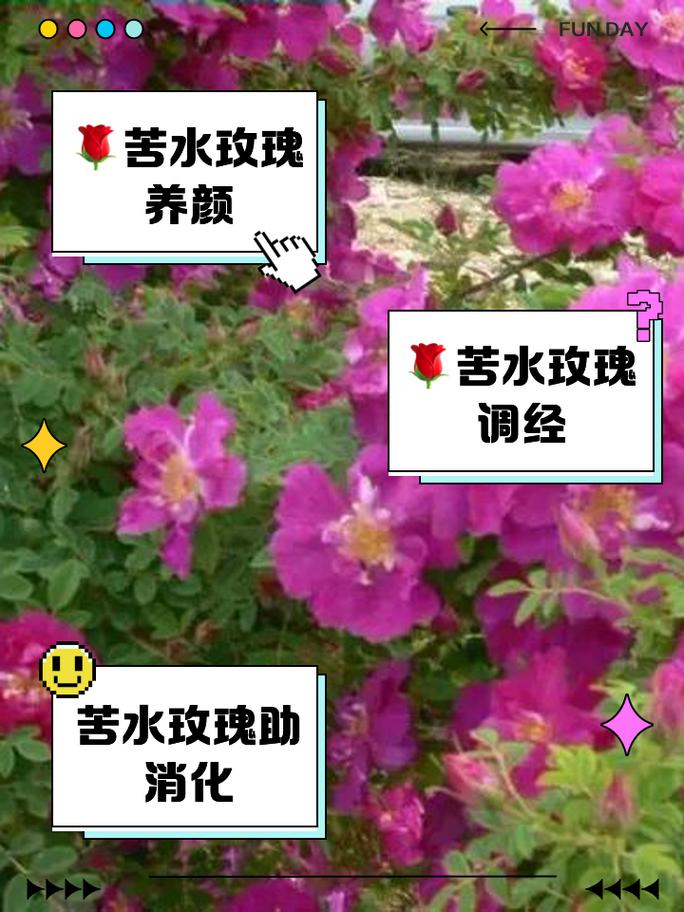 苦水玫瑰怎么修剪？苦水玫瑰树图片？-第2张图片-优品飞百科