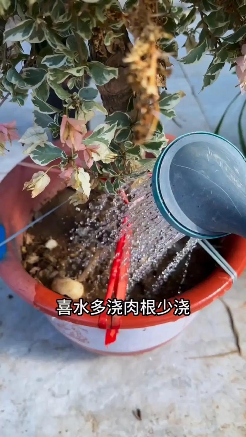苦水玫瑰怎么修剪？苦水玫瑰树图片？-第3张图片-优品飞百科