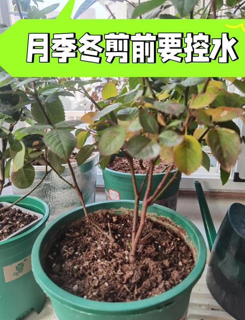 苦水玫瑰怎么修剪？苦水玫瑰树图片？-第4张图片-优品飞百科