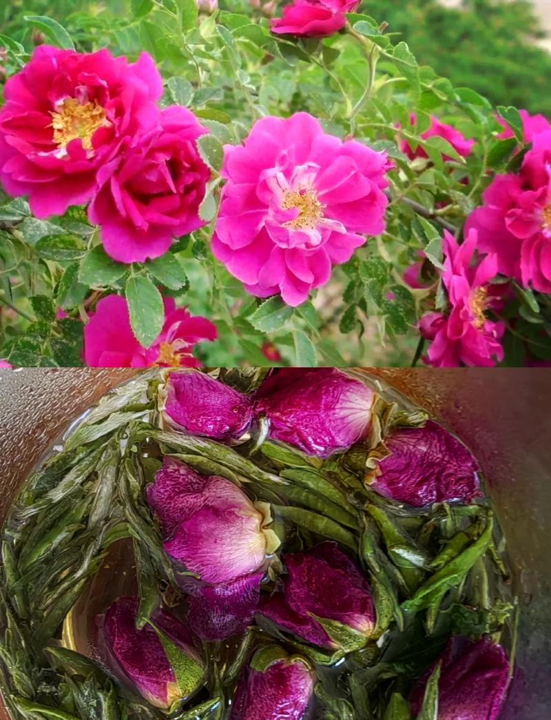 苦水玫瑰怎么修剪？苦水玫瑰树图片？-第6张图片-优品飞百科