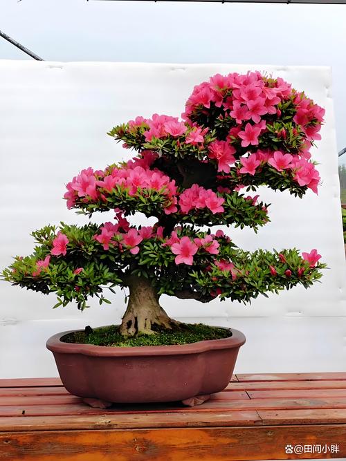 冬天杜鹃能栽活吗？杜鹃冬天可以养在室外吗？