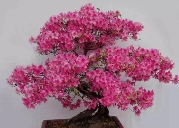 冬天杜鹃能栽活吗？杜鹃冬天可以养在室外吗？-第3张图片-优品飞百科