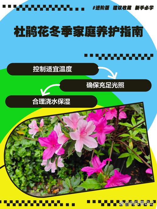 冬天杜鹃能栽活吗？杜鹃冬天可以养在室外吗？-第5张图片-优品飞百科