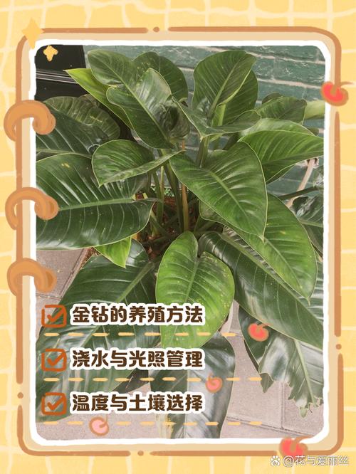 金钻施什么肥长的旺？金钻用什么肥？