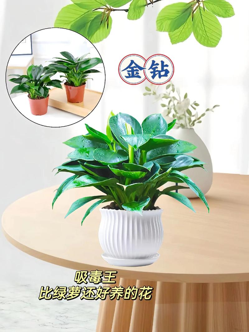 金钻施什么肥长的旺？金钻用什么肥？-第2张图片-优品飞百科