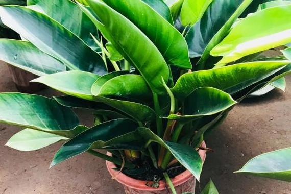 金钻施什么肥长的旺？金钻用什么肥？-第3张图片-优品飞百科