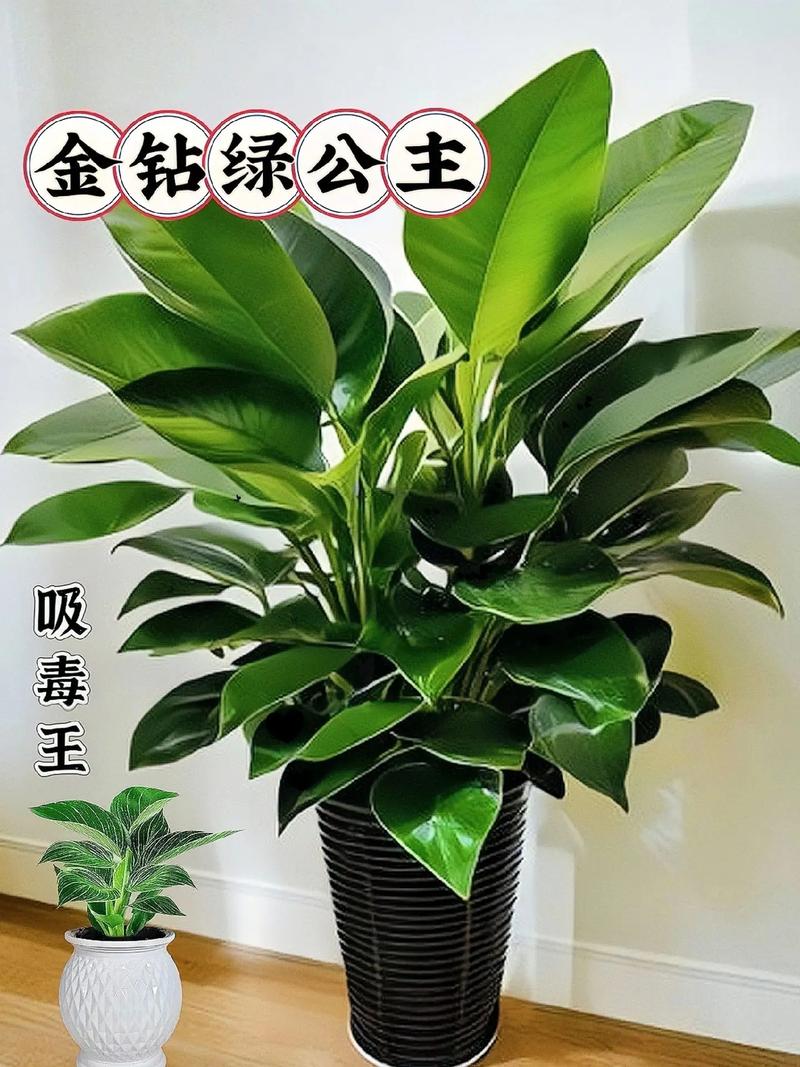 金钻施什么肥长的旺？金钻用什么肥？-第4张图片-优品飞百科