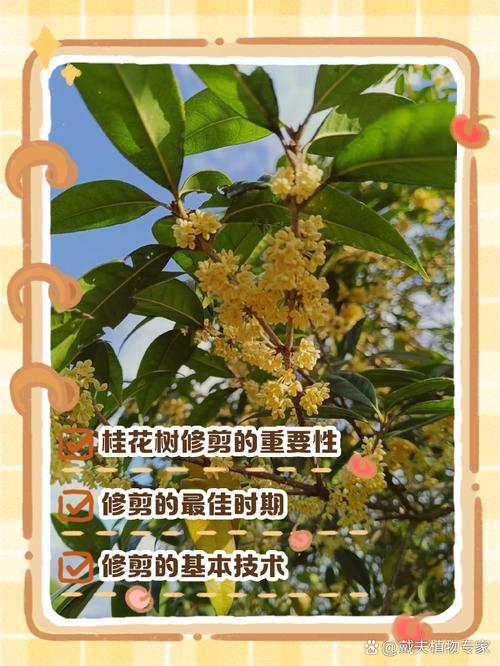盆栽桂花怎么修剪，盆栽桂花修剪可打顶吗