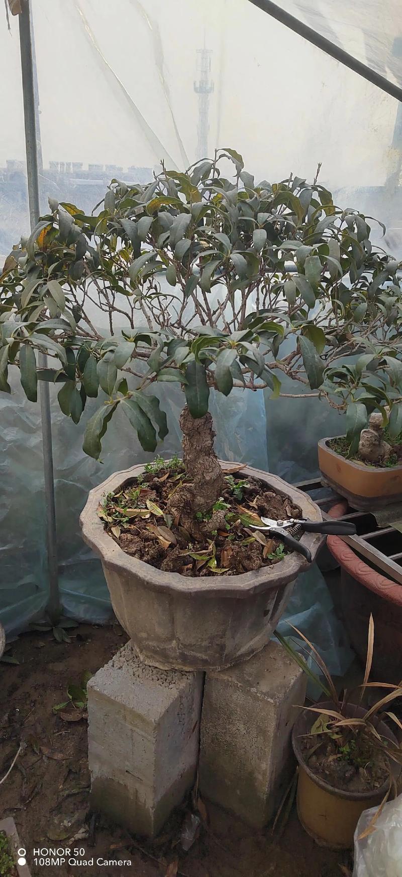 盆栽桂花怎么修剪，盆栽桂花修剪可打顶吗-第2张图片-优品飞百科