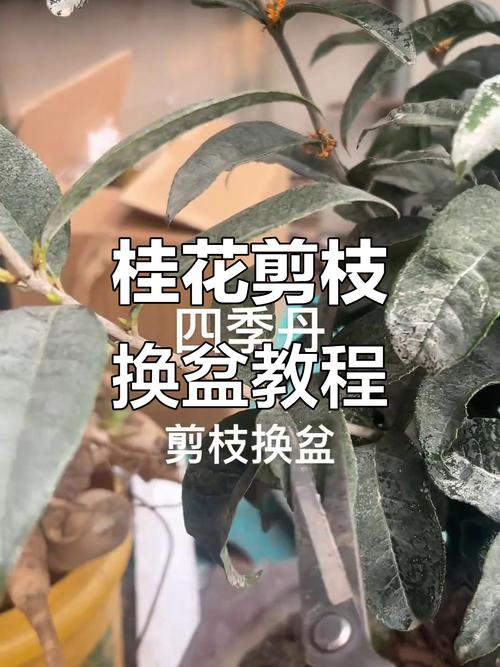 盆栽桂花怎么修剪，盆栽桂花修剪可打顶吗-第3张图片-优品飞百科