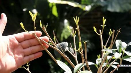 盆栽桂花怎么修剪，盆栽桂花修剪可打顶吗-第5张图片-优品飞百科