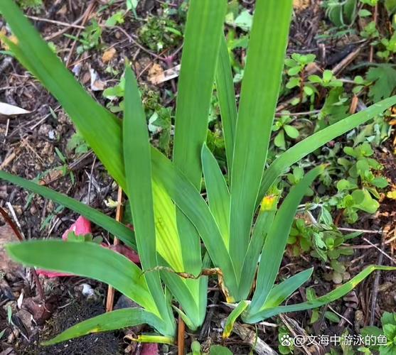 射干的养殖方法，射干种植前景和效益-第1张图片-优品飞百科