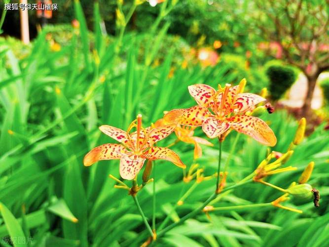 射干的养殖方法，射干种植前景和效益-第2张图片-优品飞百科