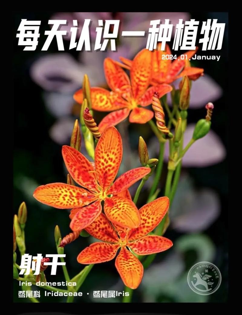 射干的养殖方法，射干种植前景和效益-第3张图片-优品飞百科