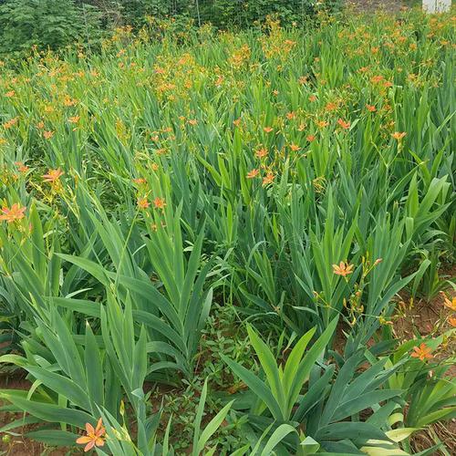 射干的养殖方法，射干种植前景和效益-第4张图片-优品飞百科