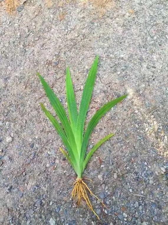 射干的养殖方法，射干种植前景和效益-第5张图片-优品飞百科