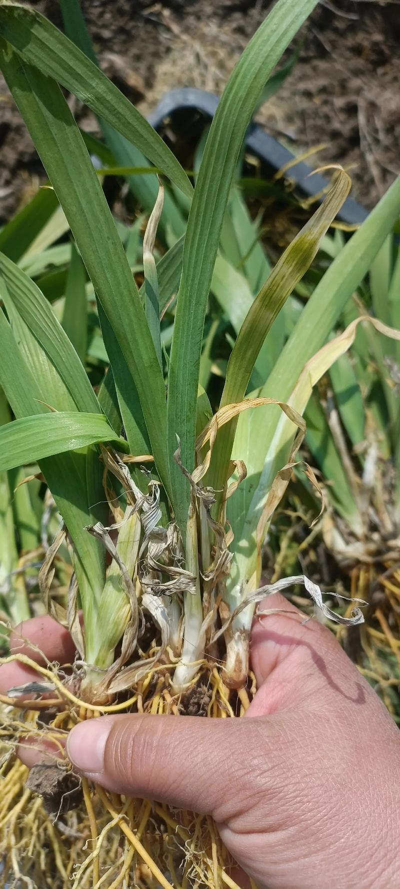 射干的养殖方法，射干种植前景和效益-第6张图片-优品飞百科