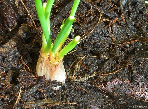 射干的养殖方法，射干种植前景和效益-第7张图片-优品飞百科