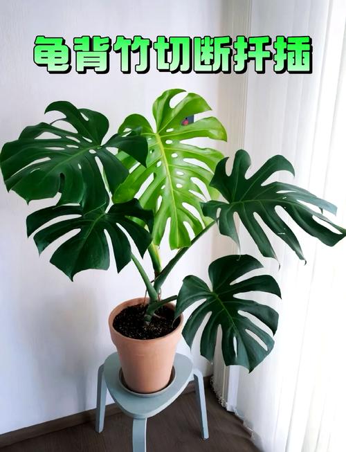 龟背竹砍头方法？龟背竹怎么砍发侧芽？