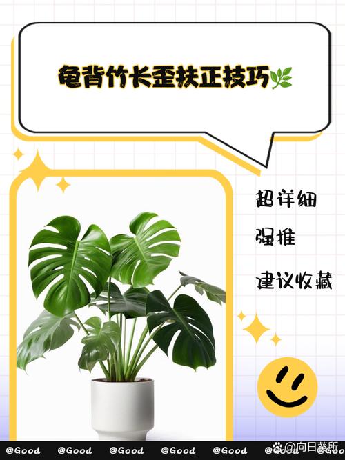 龟背竹砍头方法？龟背竹怎么砍发侧芽？-第3张图片-优品飞百科