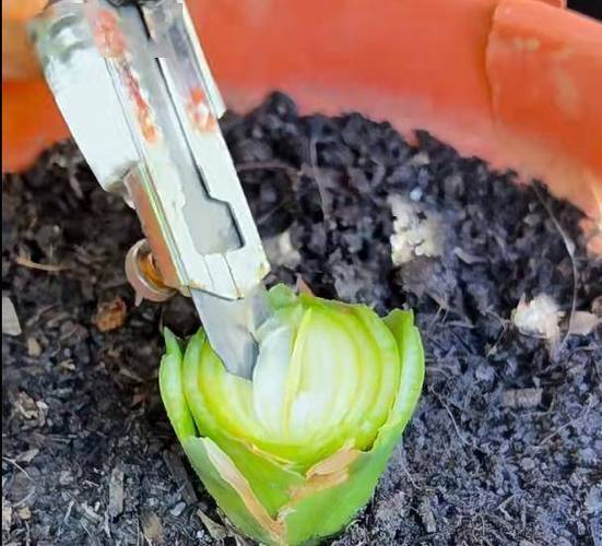 龟背竹砍头方法？龟背竹怎么砍发侧芽？-第4张图片-优品飞百科